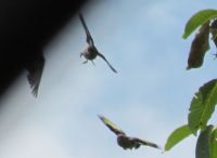 Read more: Povratak kralja