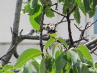 Read more: Povratak kralja