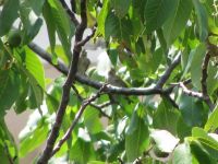 Read more: Povratak kralja