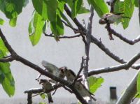 Read more: Povratak kralja