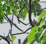 Read more: Povratak kralja