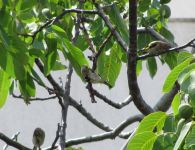 Read more: Povratak kralja