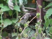 Read more: Povratak kralja