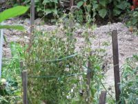 Read more: Povratak kralja