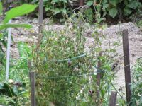 Read more: Povratak kralja